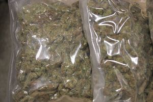 Zabezpieczona marihuana