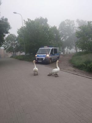 Policjanci zatroszczyli się o łabędzie