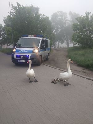 Rodzina łabędzi chodziła po ruchliwej drodze.