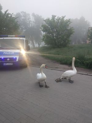 Patrol zadbał o ptaki