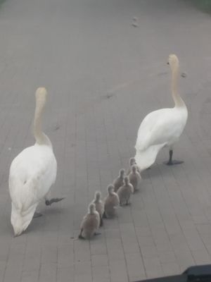 Rodzina w komplecie trafiła na teren zielony blisko rzeki.