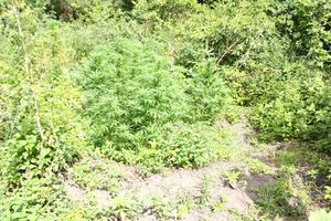 Ukryta przy lesie nielegalna plantacja