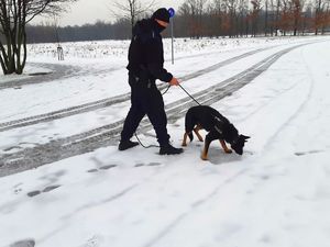 Nawęszanie do tropienia