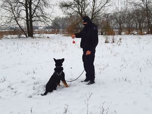 Pies siedzi przed policjantem i słucha poleceń