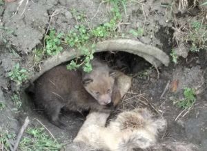 Widok na liski