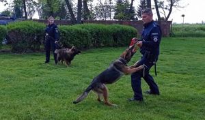 policjanci szkolą psy służbowe