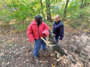 Pies służbowy z przewodnikiem oraz pozorant w specjalnym stroju.