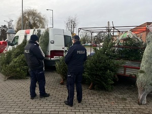 kontrola sprzedających choinek