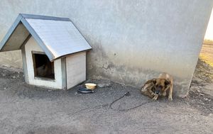 widok na psa i budę