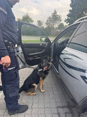 pies ujawnił narkotyki