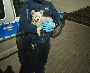 policjant w ręku trzyma małego, białego psa
