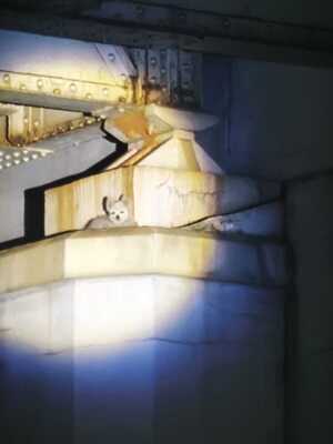 na wiadukcie siedzi mały, biały pies