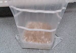 zdjęcie przedstawia grzybnię grzybów halucynogennych