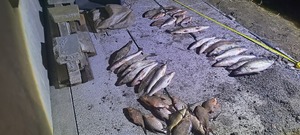 zdjęcie ryb leżących na podłożu